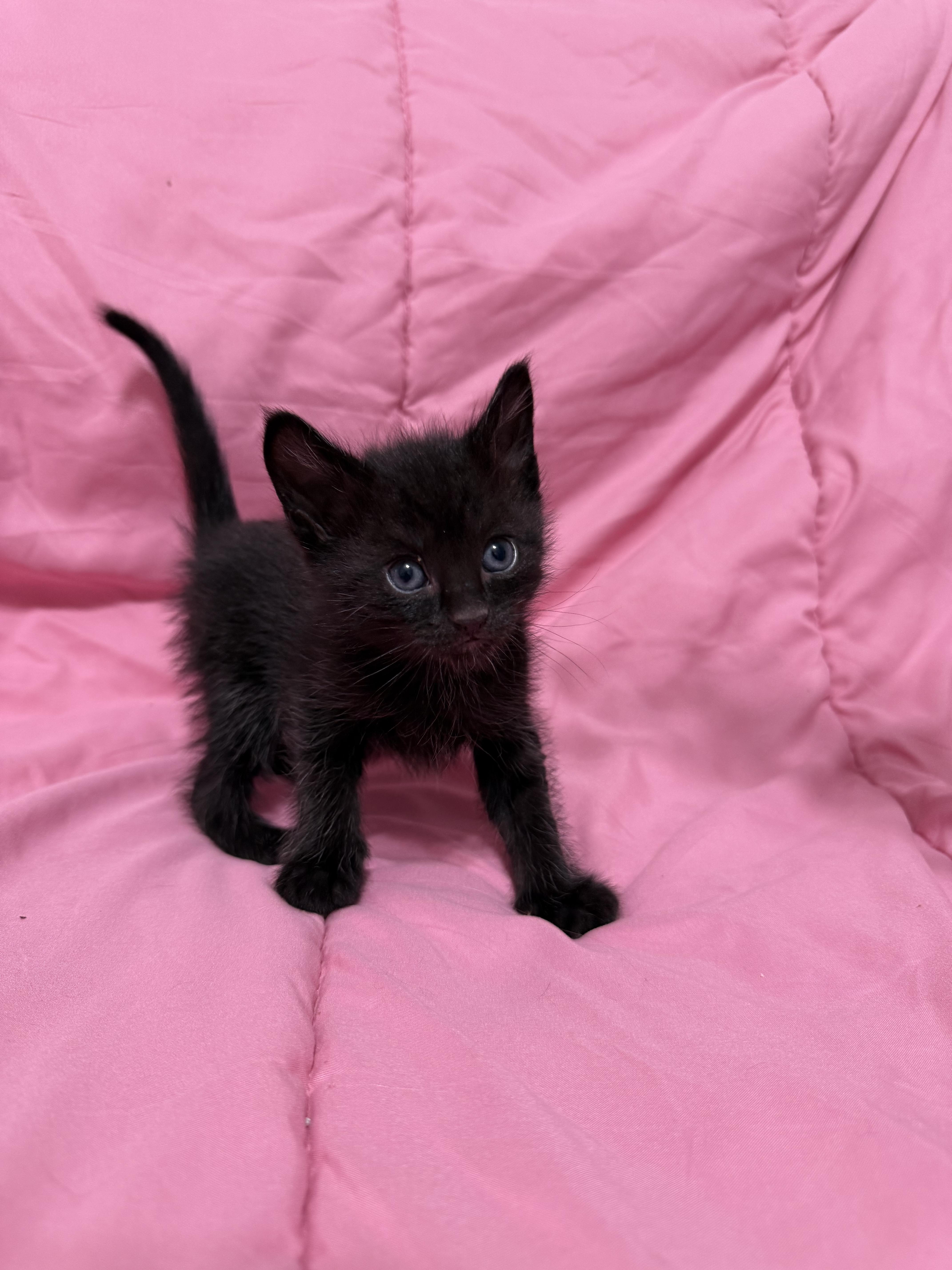 A baby small-sized male Black Domestic Short Hair cat named Swatch for adoption in Fruit Heights, UT