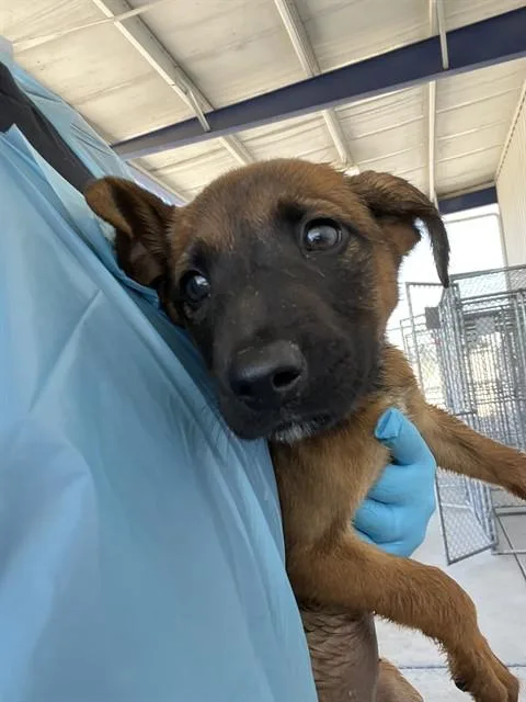 A baby small-sized female Black Shepherd dog named Roxie LONGTIME RESIDENT for adoption in Thousand Oaks, CA