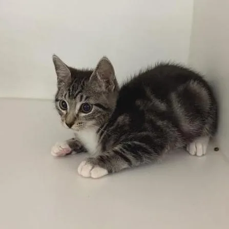 A baby small-sized female Brown / Chocolate Domestic Short Hair cat named Cyclone for adoption in Phoenix, AZ