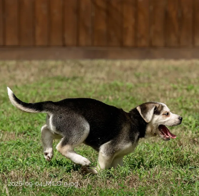 A baby large-sized male Tricolor (Brown, Black, & White) German Shepherd Dog dog named Milo for adoption in Tomball, TX
