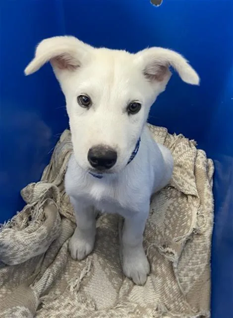 A baby medium-sized male Mixed Breed dog named August for adoption in Dallas, TX