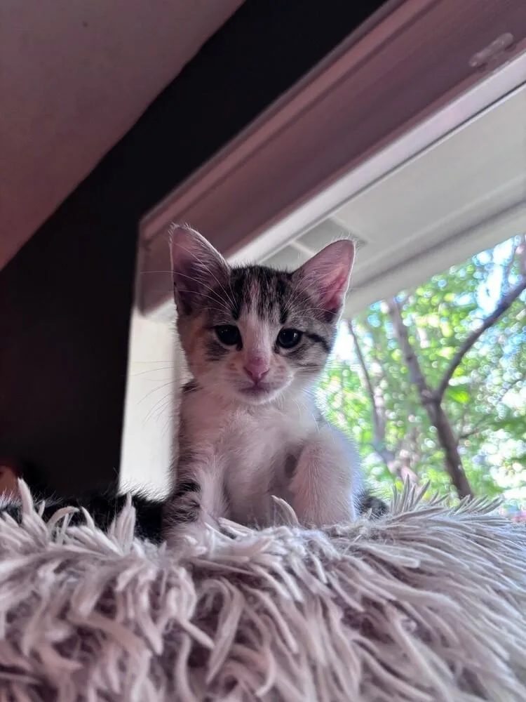 A baby medium-sized female Black & White / Tuxedo Calico cat named Guppy for adoption in Richardson, TX