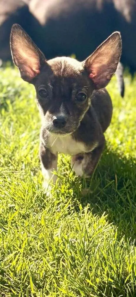A baby large-sized female Brindle Chihuahua dog named Milan for adoption in Valley Stream, NY