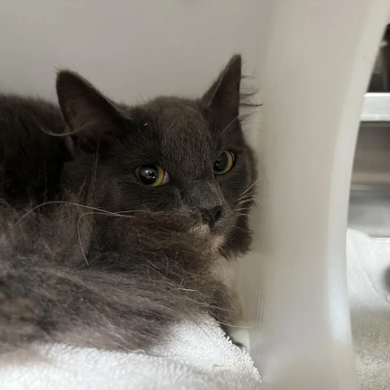 A young medium-sized female Gray / Blue / Silver Domestic Medium Hair cat named Desdemona for adoption in Bristol, IN