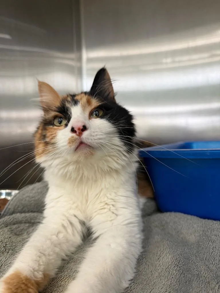 A young medium-sized female Domestic Medium Hair cat named Squeekie for adoption in Danielsville, GA