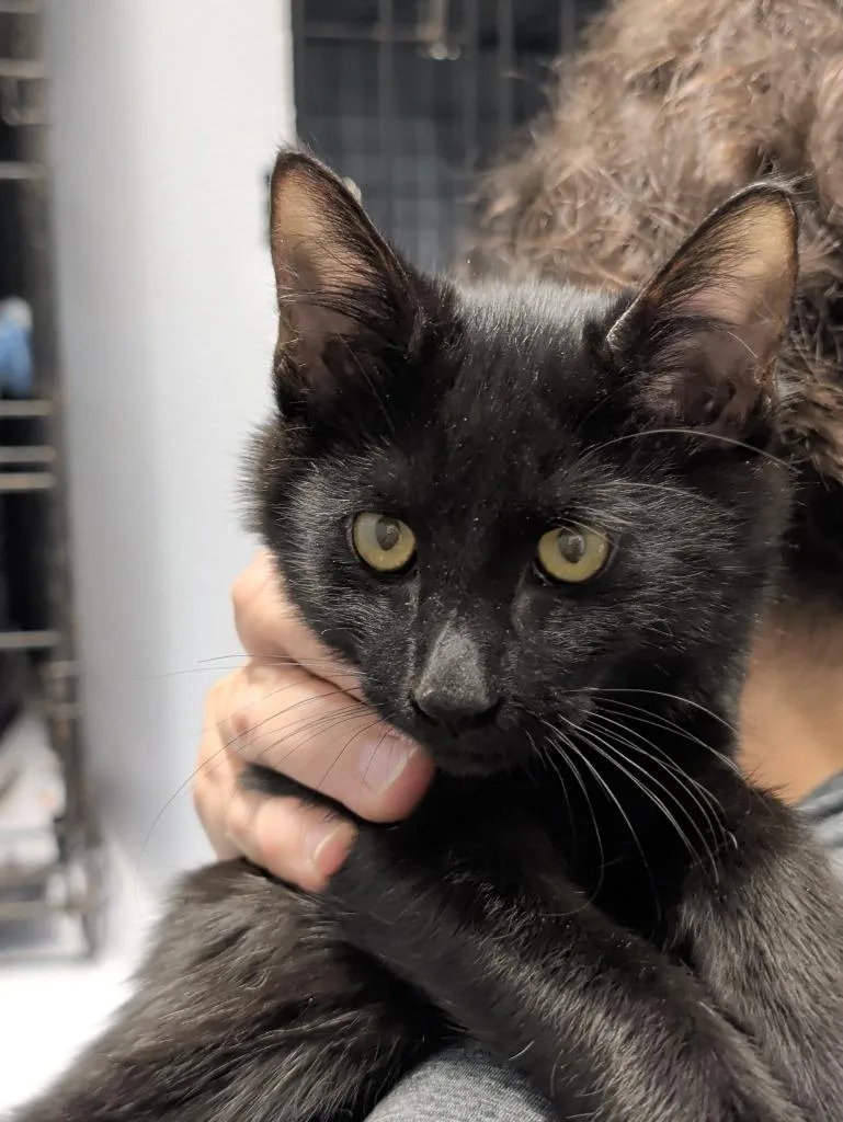 A baby medium-sized male Domestic Medium Hair cat named Fawkes for adoption in Denham Springs, LA