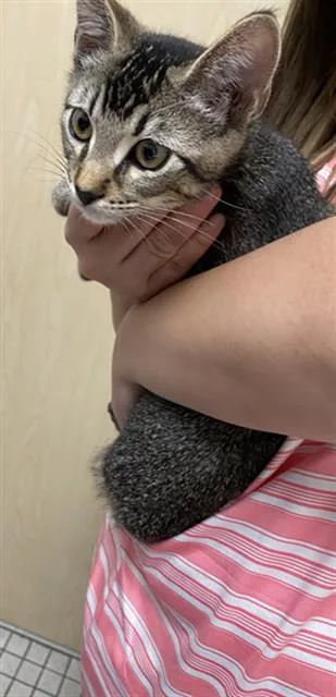 Milo