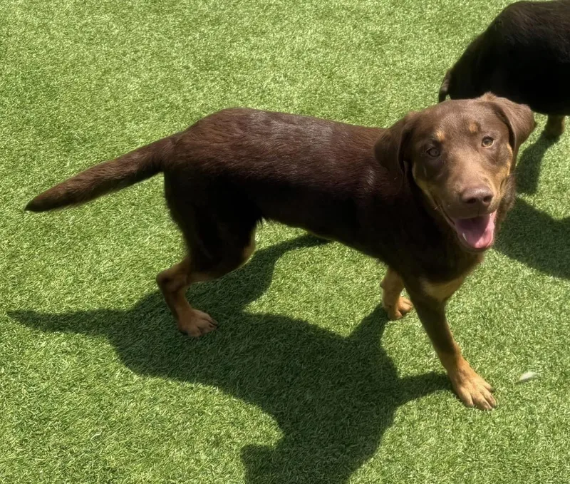 A baby medium-sized female Labrador Retriever dog named Reese for adoption in Kutztown, PA