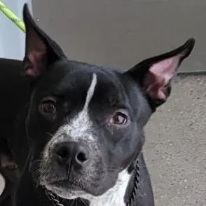 An adult medium-sized male Black Mixed Breed dog named Notorious for adoption in Las Cruces, NM