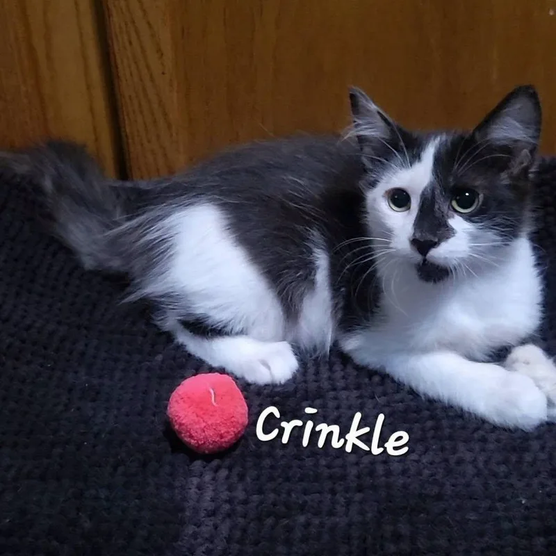 A baby medium-sized female Black & White / Tuxedo Domestic Short Hair cat named Crinkle for adoption in Queen Creek, AZ
