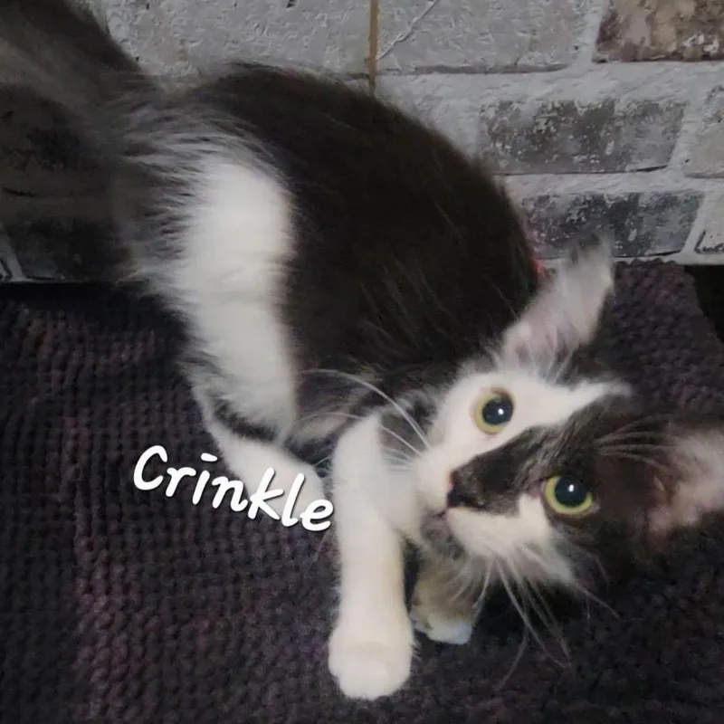Crinkle thumbnail 2