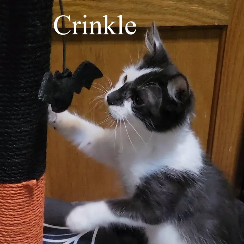 Crinkle thumbnail 3