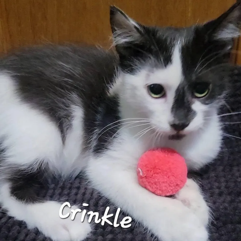 Crinkle thumbnail 4