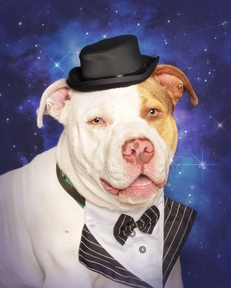 An adult large-sized male White / Cream Mixed Breed dog named Lil Homie for adoption in Alexandria, VA