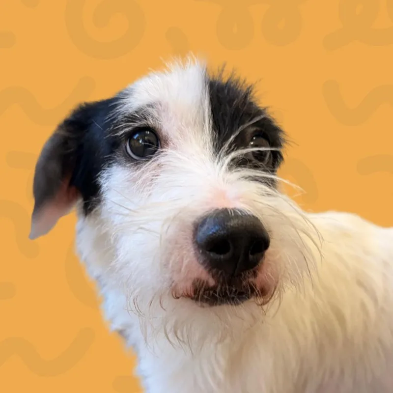 An adult medium-sized male Terrier dog named Dexter for adoption in Reno, NV