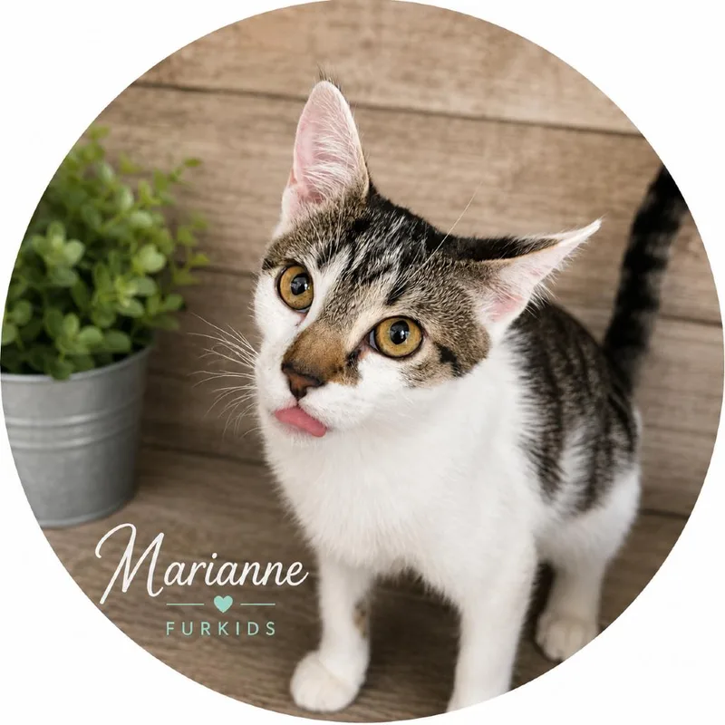 A baby medium-sized female Domestic Short Hair cat named Marianne for adoption in Cumming, GA