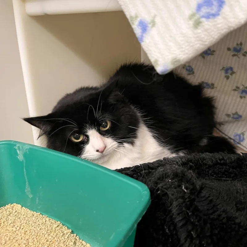 An adult medium-sized female Black Domestic Medium Hair cat named Biscotti for adoption in Salisbury, MA