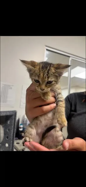 A baby large-sized female Domestic Short Hair cat named Little Brown for adoption in Greenfield, IN