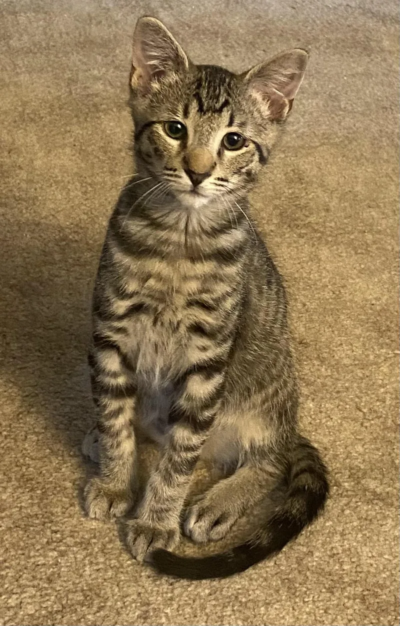 Mambo