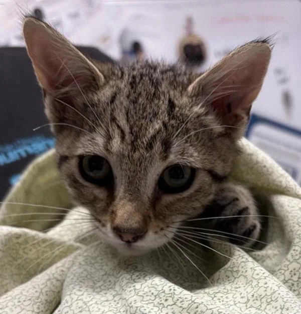 A baby small-sized male Domestic Short Hair cat named Banshee for adoption in Escondido, CA
