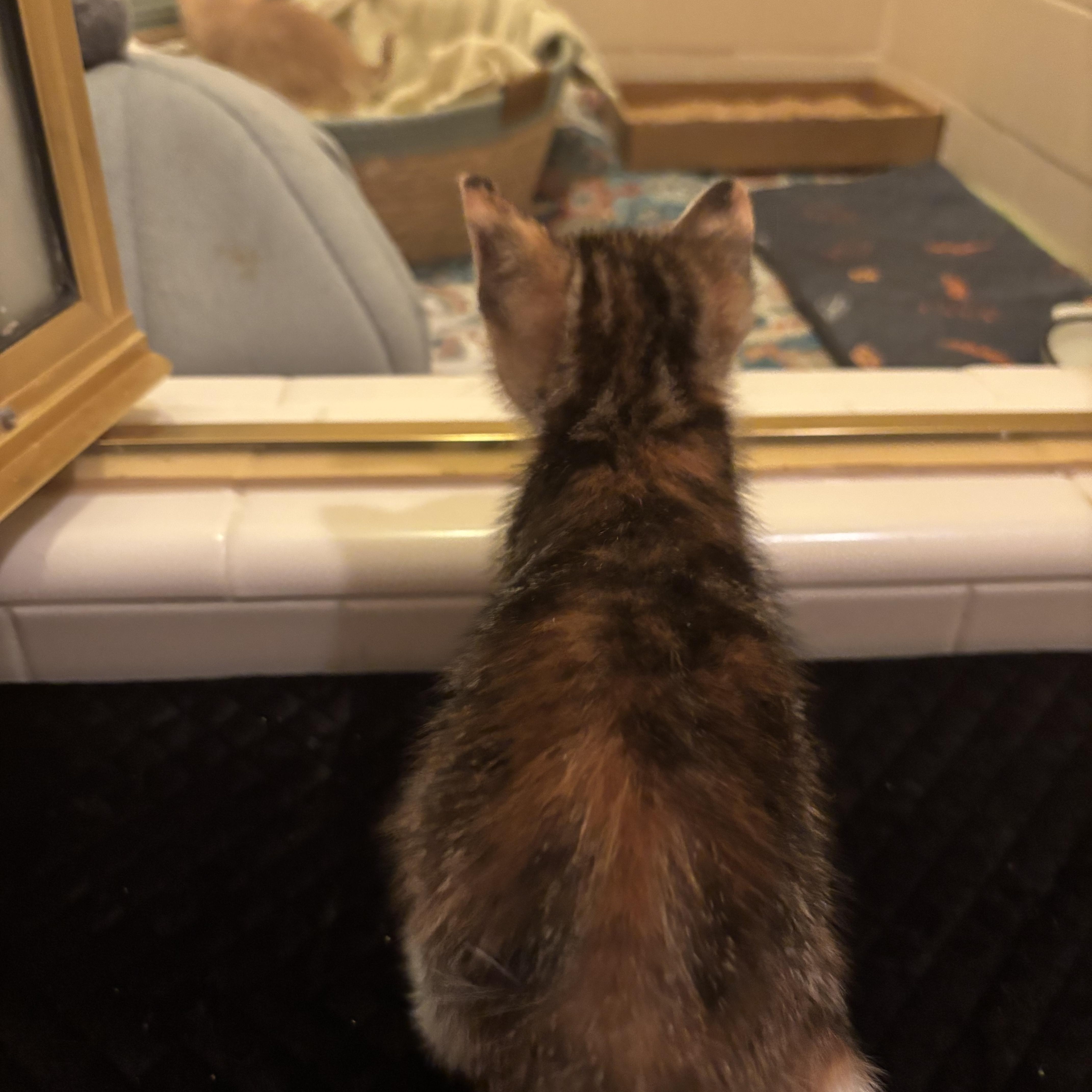 A baby medium-sized female Calico cat named Blimey for adoption in Columbia, SC