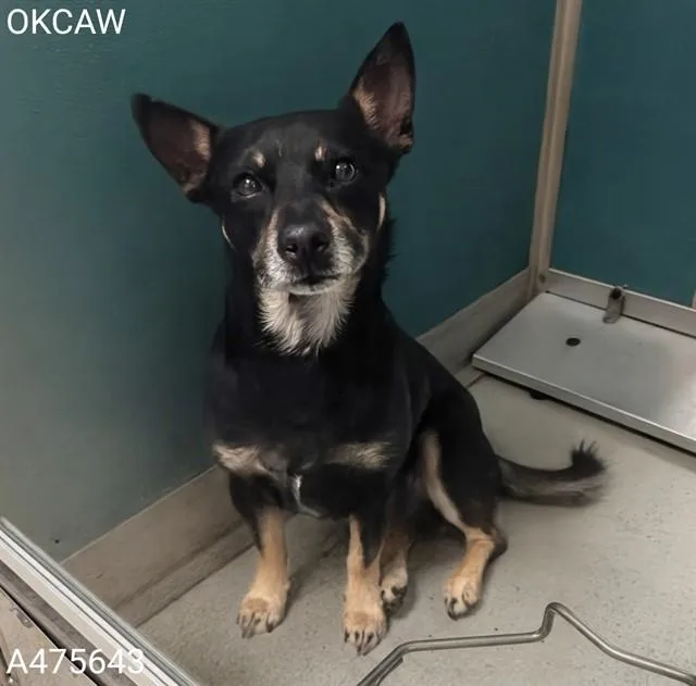 An adult medium-sized male Parson Russell Terrier dog named A for adoption in Oklahoma City, OK