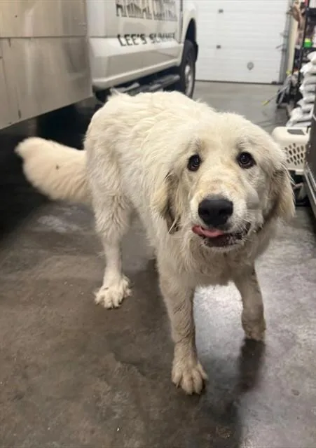 A young extra large-sized male Great Pyrenees dog named Yetti for adoption in Lees Summit, MO