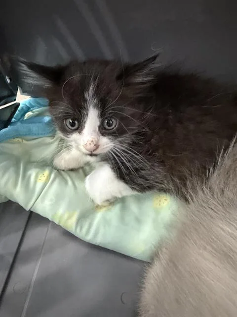 A baby medium-sized male Domestic Medium Hair cat named Boston for adoption in Dallas, TX