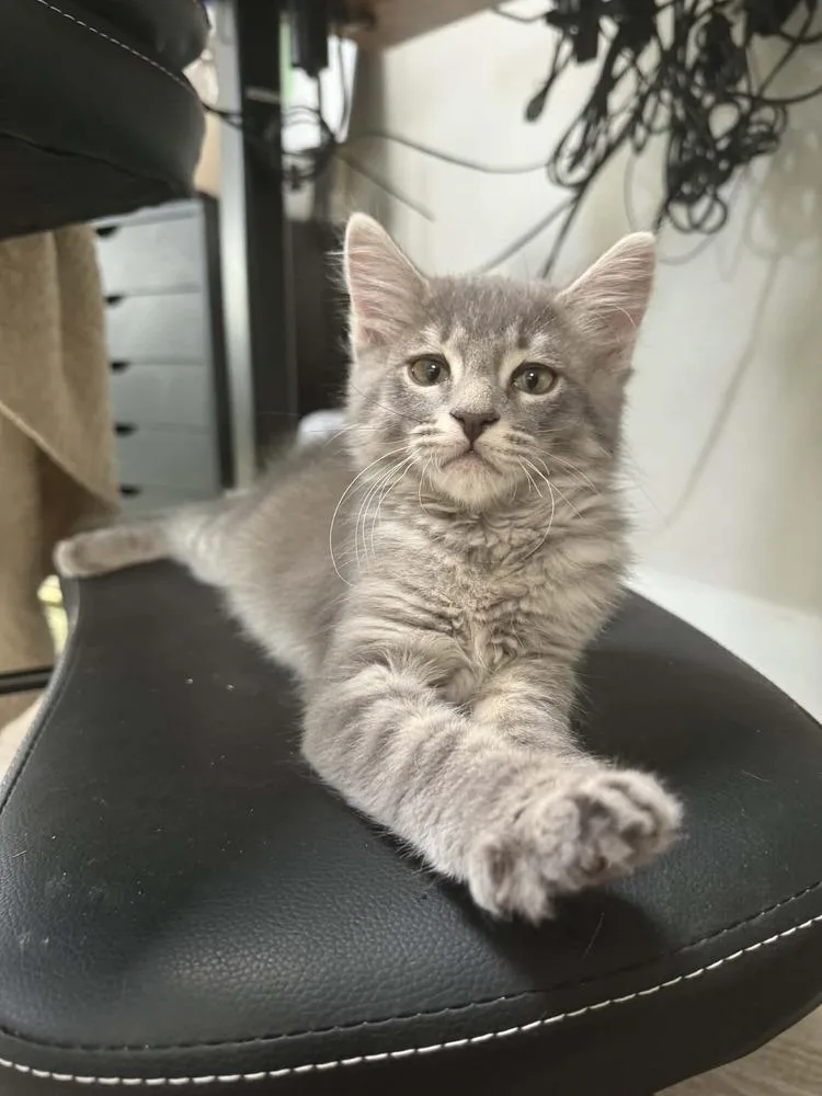 A baby medium-sized male Blue Point Domestic Medium Hair cat named Dill for adoption in tucson, AZ