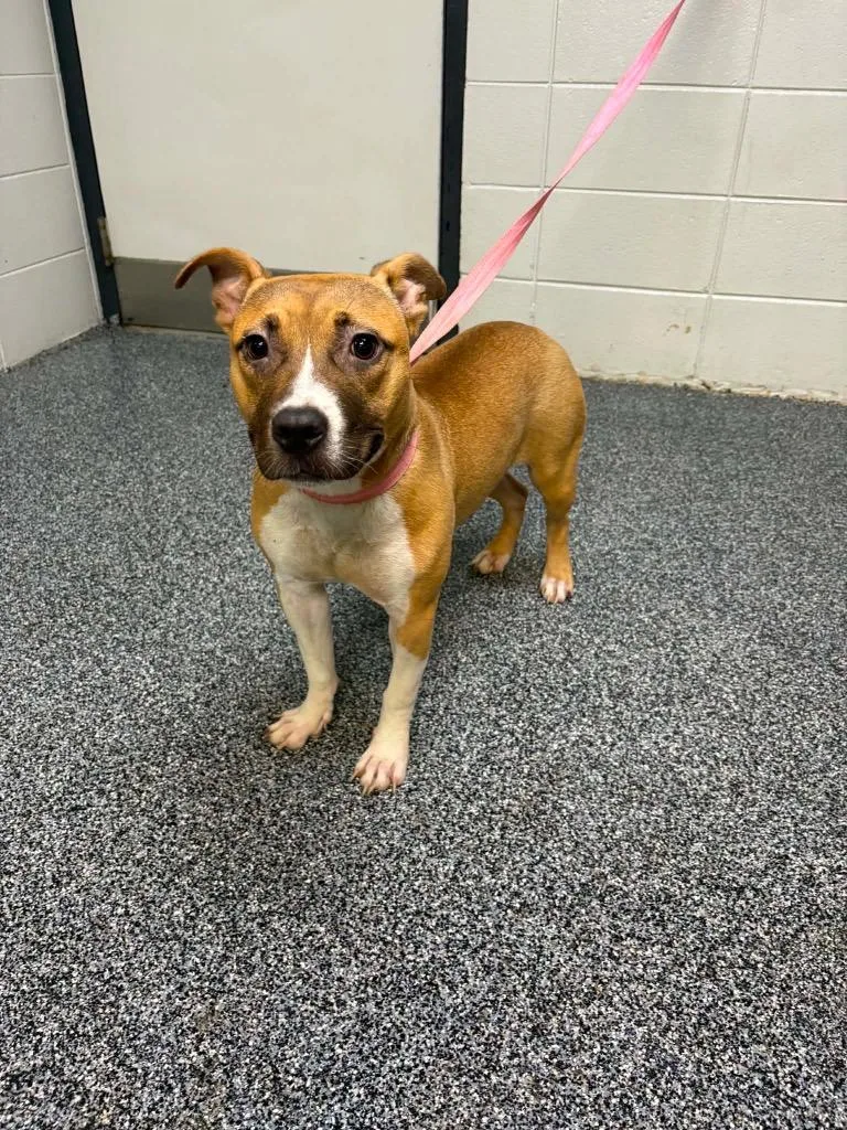 A young large-sized female Mixed Breed dog named Toaster for adoption in Tifton, GA