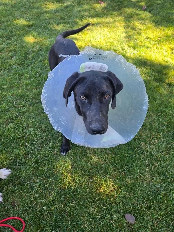 An adult large-sized male Black Weimaraner dog named Riot for adoption in North Bend, WA