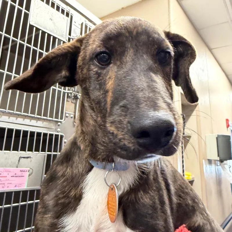 A baby small-sized male Brindle Mixed Breed dog named NCR Huckleberry for adoption in Port Washington, NY