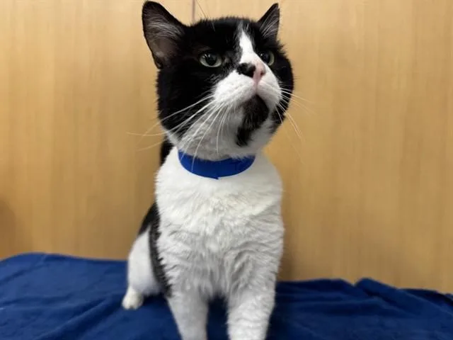 A young large-sized male Domestic Short Hair cat named Tom Nook for adoption in Saint Louis, MO