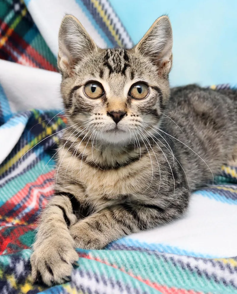 A baby medium-sized male Tabby (Brown / Chocolate) Domestic Short Hair cat named Cheshire for adoption in Tierra Verde, FL