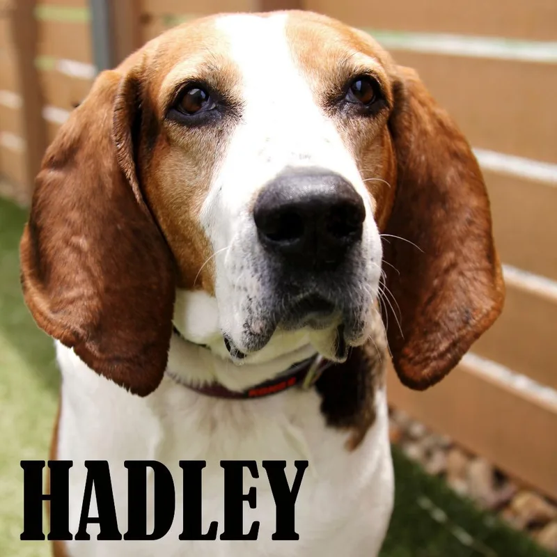 An adult large-sized female Brown / Chocolate Hound dog named Hadley for adoption in Mooresville, NC