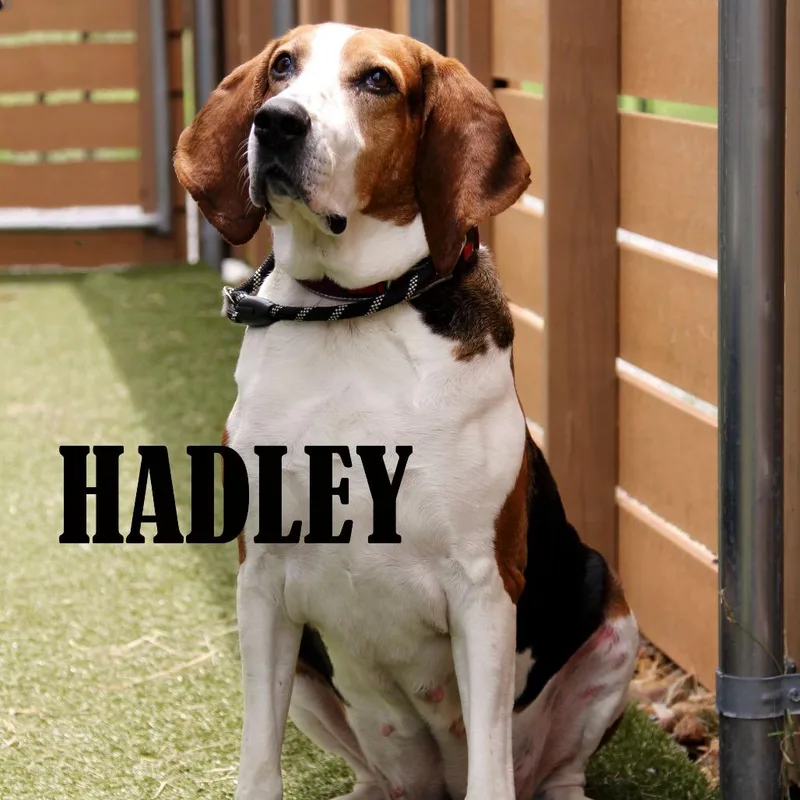 Hadley thumbnail 2