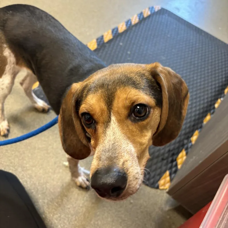 An adult medium-sized female Brown / Chocolate Beagle dog named Athena for adoption in Council Bluffs, IA