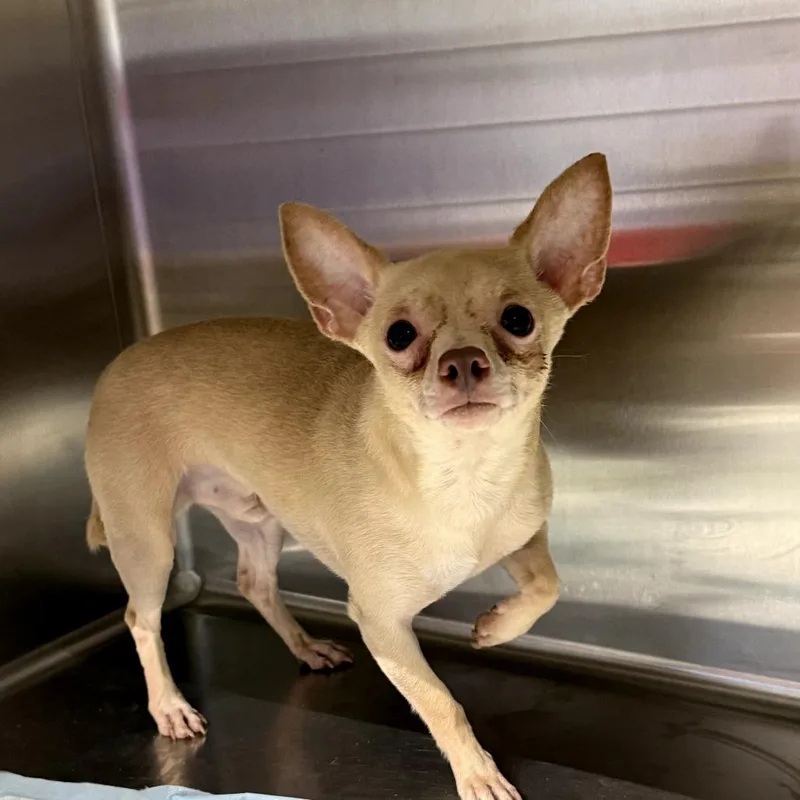 An adult small-sized male White / Cream Mixed Breed dog named Margeritaville for adoption in Pauls Valley, OK