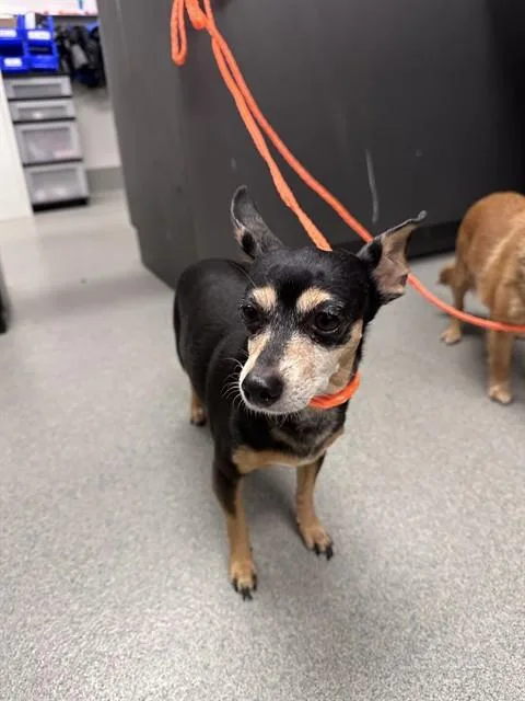 An adult small-sized female Chihuahua dog named Thelma for adoption in Ontario, CA