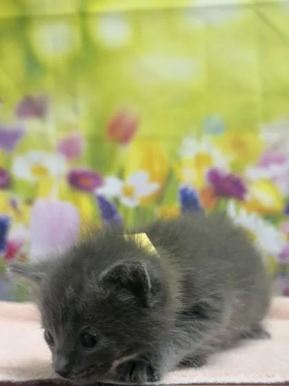 A baby small-sized male Domestic Short Hair cat named Thumper for adoption in San Antonio, TX