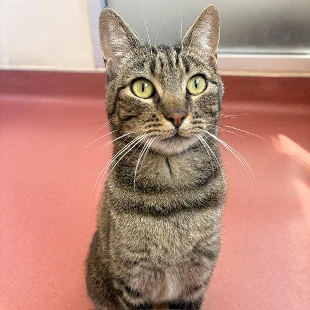 An adult medium-sized female Domestic Short Hair cat named Skylar for adoption in Burlingame, CA