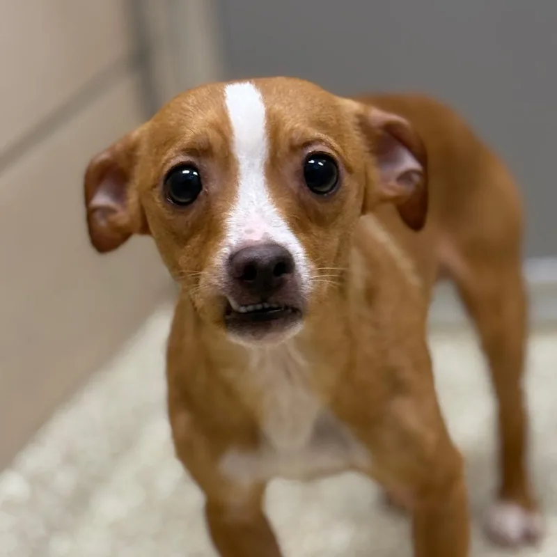 A young small-sized male Yellow / Tan / Blond / Fawn Chihuahua dog named Waffle for adoption in Perkiomenville, PA