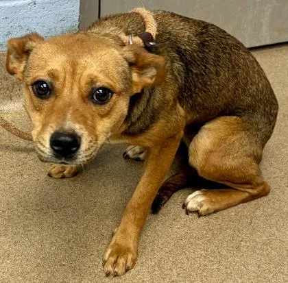 A young small-sized female Mixed Breed dog named Gala for adoption in Chamblee, GA