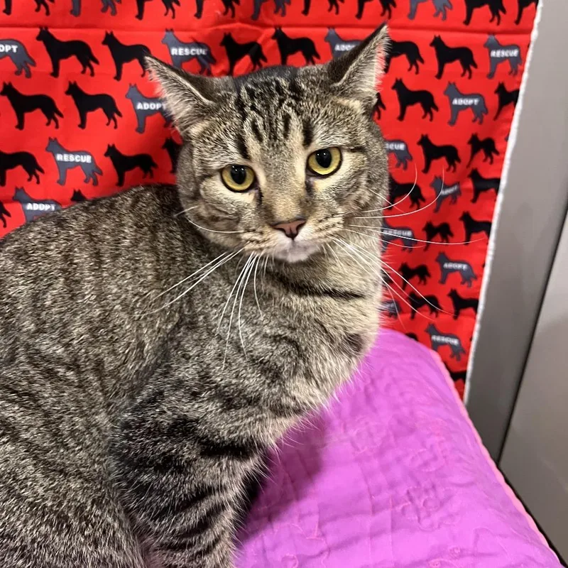 A young medium-sized female Brown / Chocolate Domestic Short Hair cat named Claire Bear for adoption in Washburn, MO