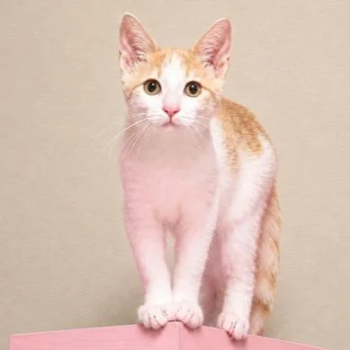 Cuddly Crema thumbnail 3