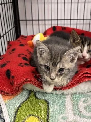 A baby small-sized male Domestic Short Hair cat named 681-26 for adoption in Cumming, GA