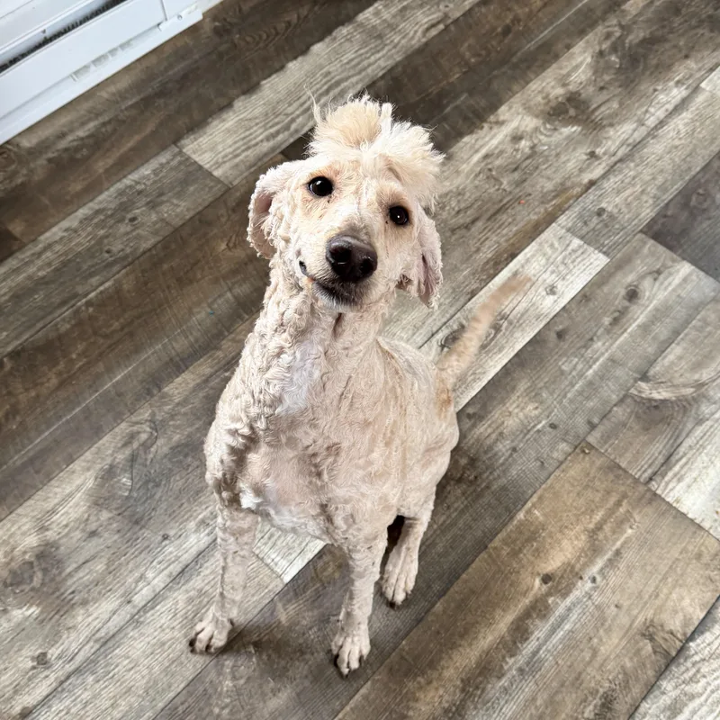 A young medium-sized female Goldendoodle dog named Goldie for adoption in Oxford, MI