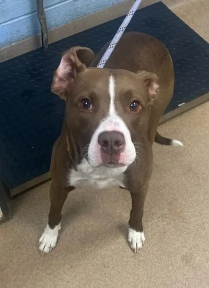 An adult medium-sized male Mixed Breed dog named Eldon for adoption in Chamblee, GA