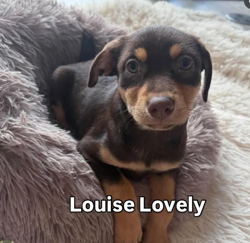 Louise Lovely thumbnail 4