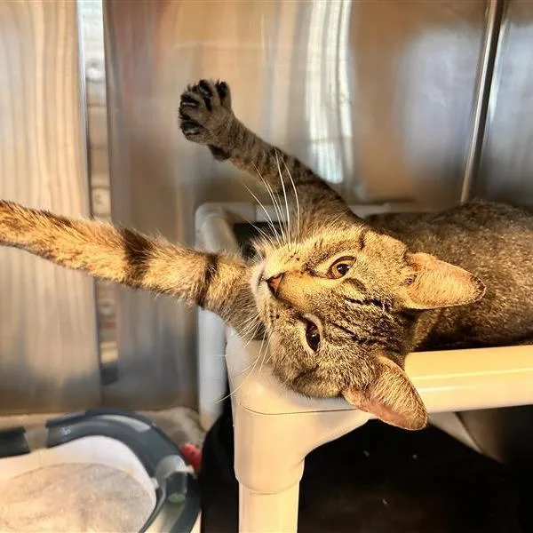 A senior medium-sized male Black Domestic Short Hair cat named Commander for adoption in Freeport, FL